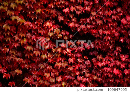 秋天的常春藤葉 109647995