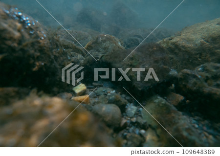 aquatic, river, brook 109648389