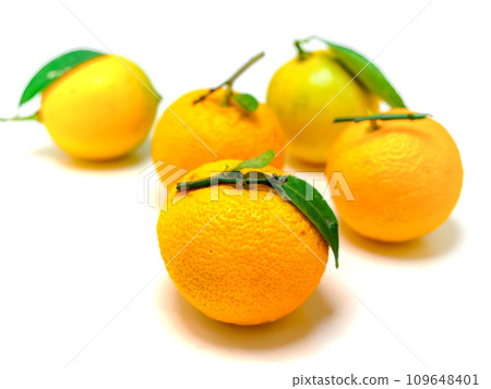 yuzu and lemon 109648401