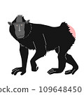 Full body illustration of black macaque (black macaque) front view 109648450