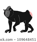 Full body illustration of black macaque (black macaque) sideways 109648451
