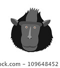 Black macaque (black macaque) face illustration 109648452