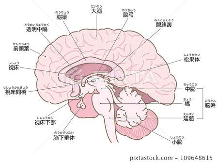 Cross section of the brain (with names) Cross section of the brain (with names) 109648615