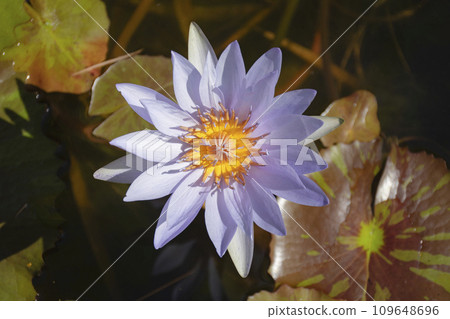 White water lily White water lily 109648696