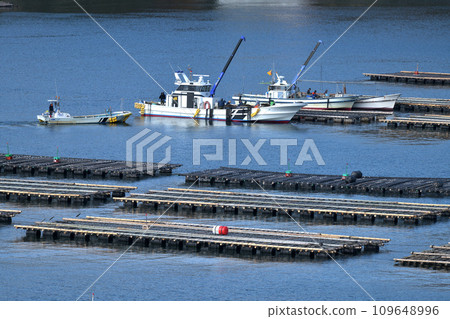 Oyster farming Murotsu fishing port: Grow washed oysters again in the sea Oyster farming Murotsu fishing port: Grow washed oysters again in the sea 109648996
