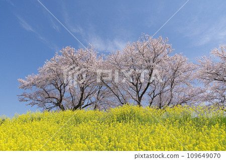 Sakura blooming in the field of rape blossoms 109649070