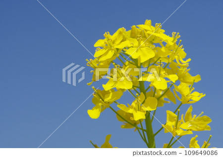 Rape blossoms shining in the blue sky Rape blossoms shining in the blue sky 109649086