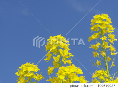 Rape blossoms shining in the blue sky Rape blossoms shining in the blue sky 109649087