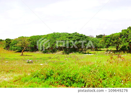 Scenery of Taketomi Island, Okinawa Prefecture 109649276