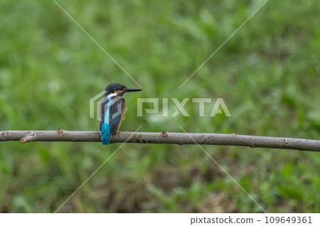 翠鳥棲息在樹枝上 翠鳥棲息在樹枝上 109649361