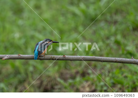 Kingfisher perching on a branch 109649363