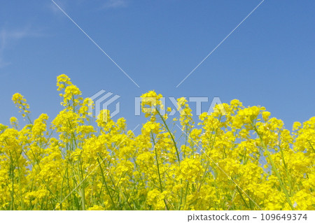 強姦開花發光在藍天 109649374