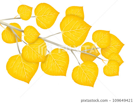 Autumn yellow poplar leaves and branches illustration Autumn yellow poplar leaves and branches illustration 109649421