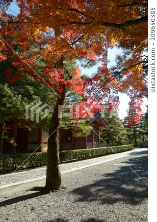 Daitokuji temple in autumn, autumn leaves in the precincts, Murasakino, Kita-ku, Kyoto City Daitokuji temple in autumn, autumn leaves in the precincts, Murasakino, Kita-ku, Kyoto City 109650385