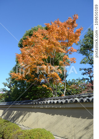 Daitokuji temple in autumn, autumn leaves in the precincts, Murasakino, Kita-ku, Kyoto City 109650389