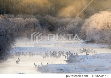 虎頭海雕威脅鶴的棲息地 109650442