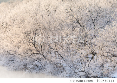 Juhyo在早晨的陽光下染成紅色 Juhyo在早晨的陽光下染成紅色 109650443