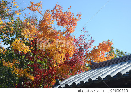 Daitokuji temple in autumn, autumn leaves in the precincts, Murasakino, Kita-ku, Kyoto City 109650513
