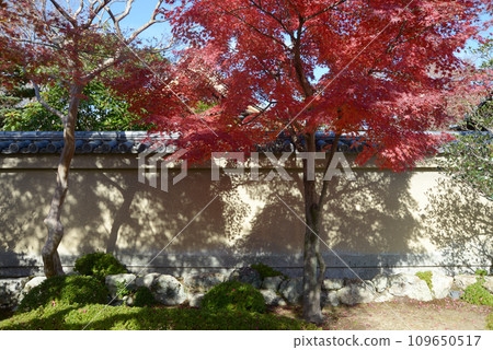Daitokuji Temple in autumn, autumn leaves on the Hoshunin earthen wall, Murasakino, Kita Ward, Kyoto City 109650517