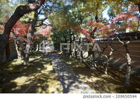 Daitokuji temple in autumn, approach to Ryukoin precincts, Murasakino, Kita Ward, Kyoto City 109650594