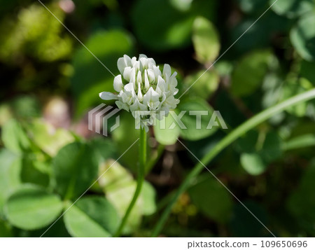 白三葉草，豆科植物的白花 109650696