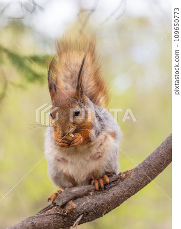 The squirrel with nut sits on a branches in the spring or summer. The squirrel with nut sits on a branches in the spring or summer. 109650773