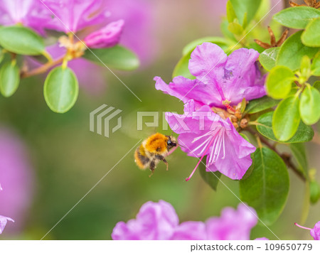 Pink flowers of Siberian rhododendron copy space. Rhododendron dauricum. Spring flowering of Altai rhododendron. 109650779