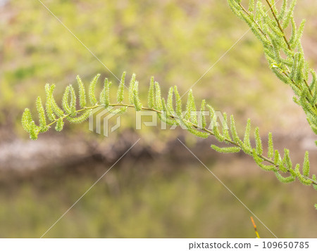 Nature awakes in spring. Blooming willow twigs and furry willow-catkins, so called seals or cats. Holly willow, Salix caprea, is a national symbol of Ukraine. Nature awakes in spring. Blooming willow twigs and furry willow-catkins, so called seals or cats. Holly willow, Salix caprea, is a national symbol of Ukraine. 109650785