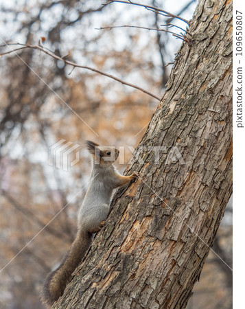 Squirrel sits on a branch in Autumn park Squirrel sits on a branch in Autumn park 109650807