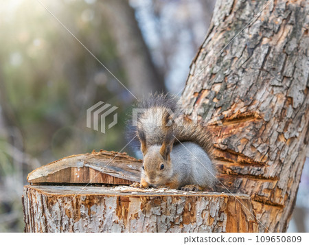 A squirrel sits on a stump and eats nuts in autumn. A squirrel sits on a stump and eats nuts in autumn. 109650809