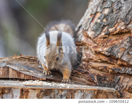 A squirrel sits on a stump and eats nuts in autumn. A squirrel sits on a stump and eats nuts in autumn. 109650812