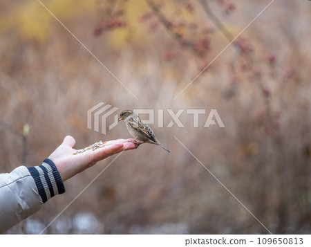The boy feeds the birds with seeds from his hand. Sparrow eats seeds from the boy's hand 109650813