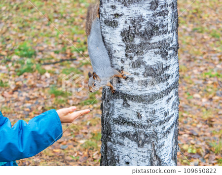 The boy feeds a squirrel with nuts from a hand in the wood The boy feeds a squirrel with nuts from a hand in the wood 109650822