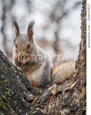 The squirrel with nut sits on tree in the autumn. Eurasian red squirrel, Sciurus vulgaris. The squirrel with nut sits on tree in the autumn. Eurasian red squirrel, Sciurus vulgaris. 109650827