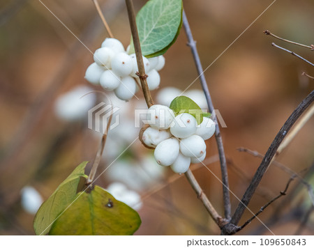 Snowberry shrub with white poisonous berries in autumn, also known as ghostberry and waxberry, popular ornamental garden plant Snowberry shrub with white poisonous berries in autumn, also known as ghostberry and waxberry, popular ornamental garden plant 109650843