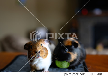 Pair of bonded guinea pigs begging for food. Pair of bonded guinea pigs begging for food. 109650860