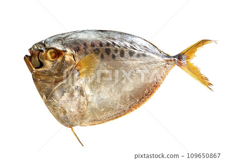 Selene salt water smoked fish on a white background Selene salt water smoked fish on a white background 109650867