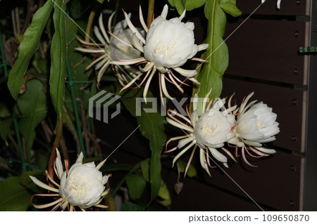 Moonlit beauty_blooming 1 Moonlit beauty_blooming 1 109650870