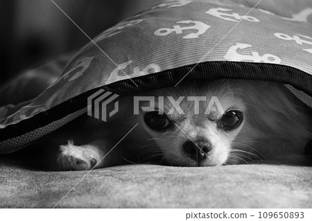 吉娃娃從差距中移除 109650893