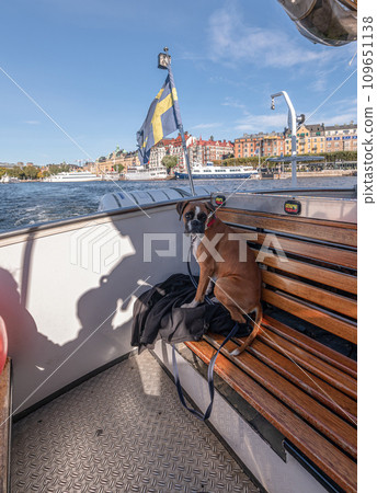 German Boxer Dog on excursion boat with the flag of Sweden on the beautiful tour in Stockholm Sweden 109651138