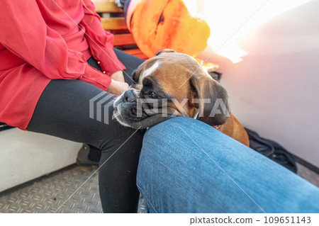 German Boxer Dog on excursion boat with the flag of Sweden on the beautiful tour in Stockholm Sweden German Boxer Dog on excursion boat with the flag of Sweden on the beautiful tour in Stockholm Sweden 109651143