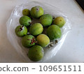 Feijoa 109651511