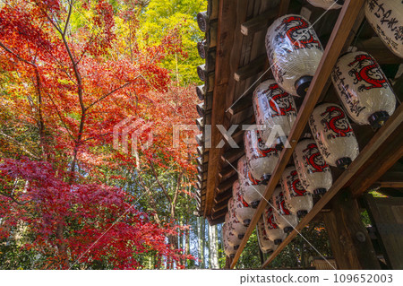 Kyoto in autumn, Kodaiji Temple, kitchen gate (Taishomon) covered in autumn leaves Kyoto in autumn, Kodaiji Temple, kitchen gate (Taishomon) covered in autumn leaves 109652003