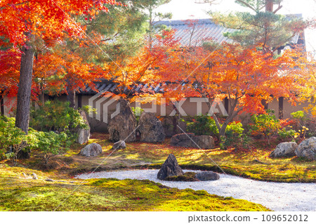 秋天的京都，高台寺，秋葉覆蓋的哈辛花園 109652012
