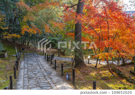 Kyoto in autumn, Kodaiji Temple, stone-paved approach to the mausoleum wrapped in autumn leaves Kyoto in autumn, Kodaiji Temple, stone-paved approach to the mausoleum wrapped in autumn leaves 109652020