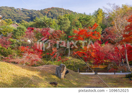 秋天的京都，高台寺，開山堂前的花園，秋葉覆蓋 109652025