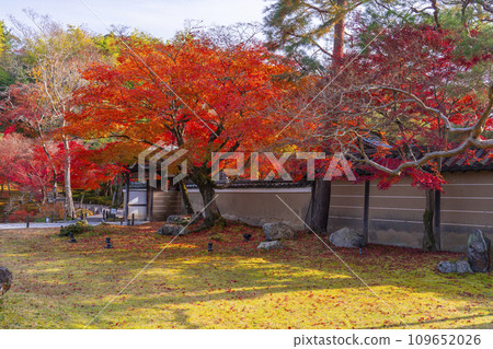 秋天的京都、高台寺、紅葉覆蓋的開山堂前庭、中門 秋天的京都、高台寺、紅葉覆蓋的開山堂前庭、中門 109652026