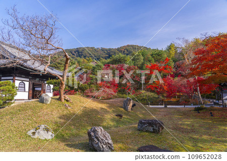 Kyoto in autumn, Kodaiji temple, garden in front of Kaizando temple covered in autumn leaves 109652028
