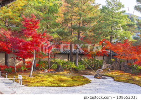 秋天的京都,高台寺,秋葉覆蓋的哈辛花園 秋天的京都,高台寺,秋葉覆蓋的哈辛花園 109652033