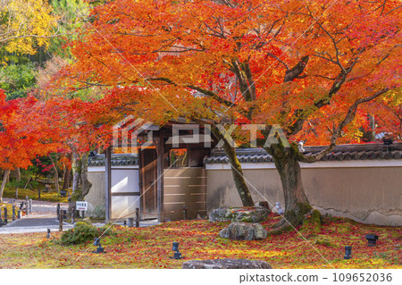 Kyoto in autumn, Kodaiji Temple, Kaizan-do front garden covered in autumn leaves, Chumon gate Kyoto in autumn, Kodaiji Temple, Kaizan-do front garden covered in autumn leaves, Chumon gate 109652036
